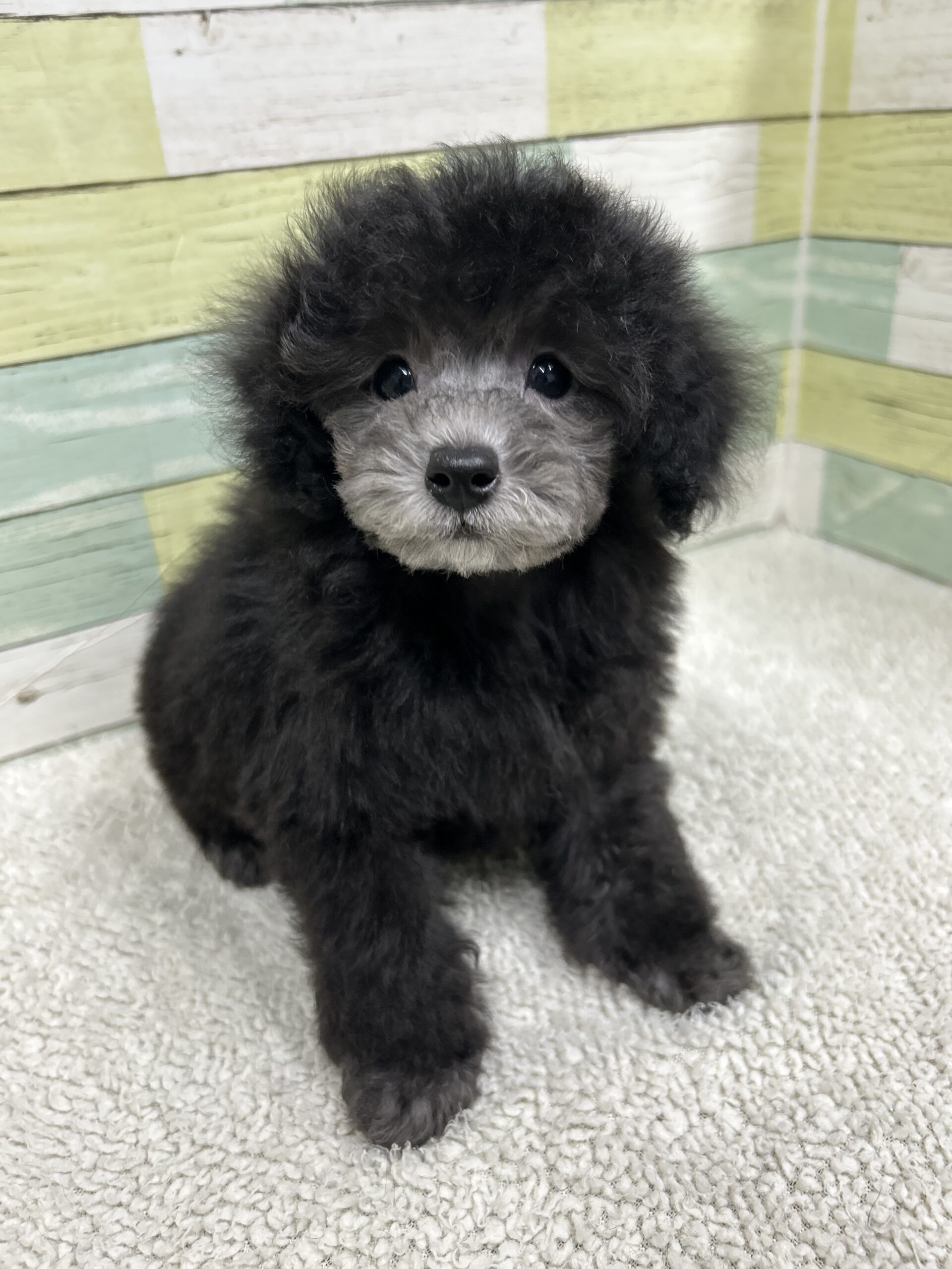 プードルの紹介 | 静岡県浜松市で犬を愛するプードルのブリーダーDOGS