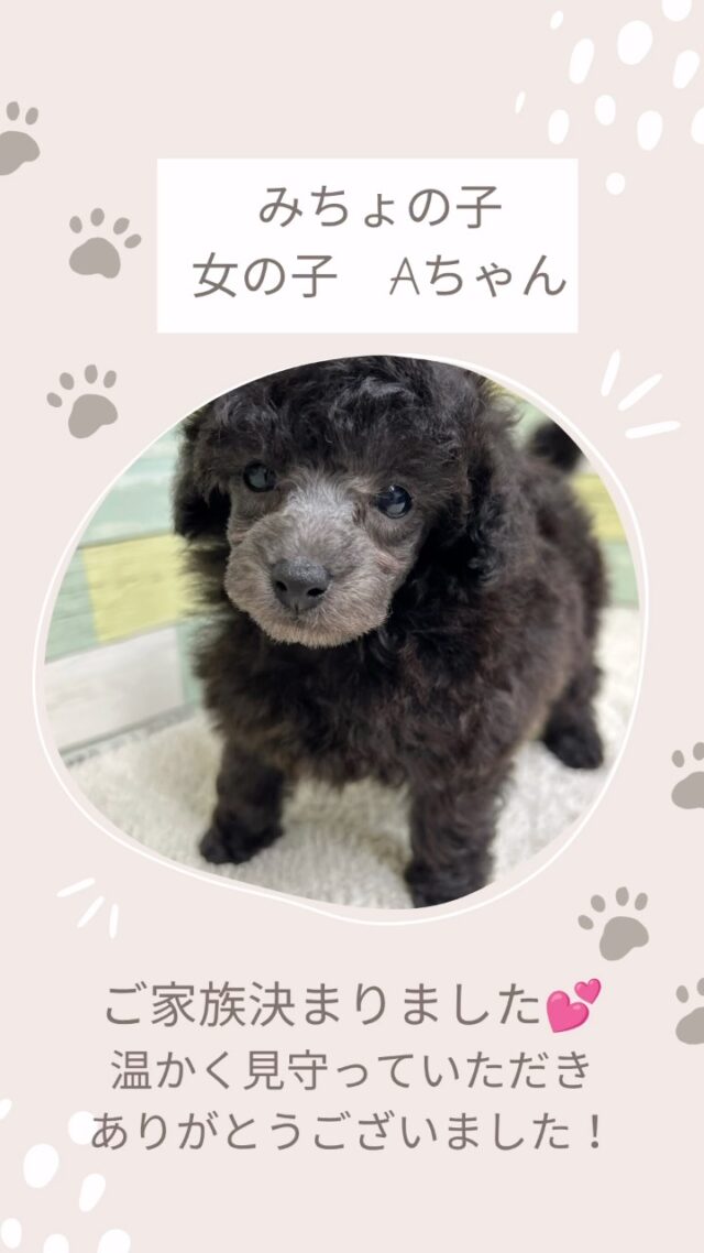 DOGS-LIFE | 静岡県浜松市で犬を愛するトイプードルのブリーダーDOGS 