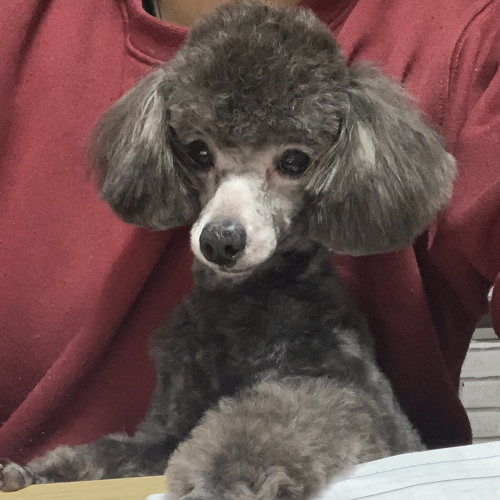 犬と人の絆 Dogs Life 静岡県浜松市のプードルブリーダー Dogs Life